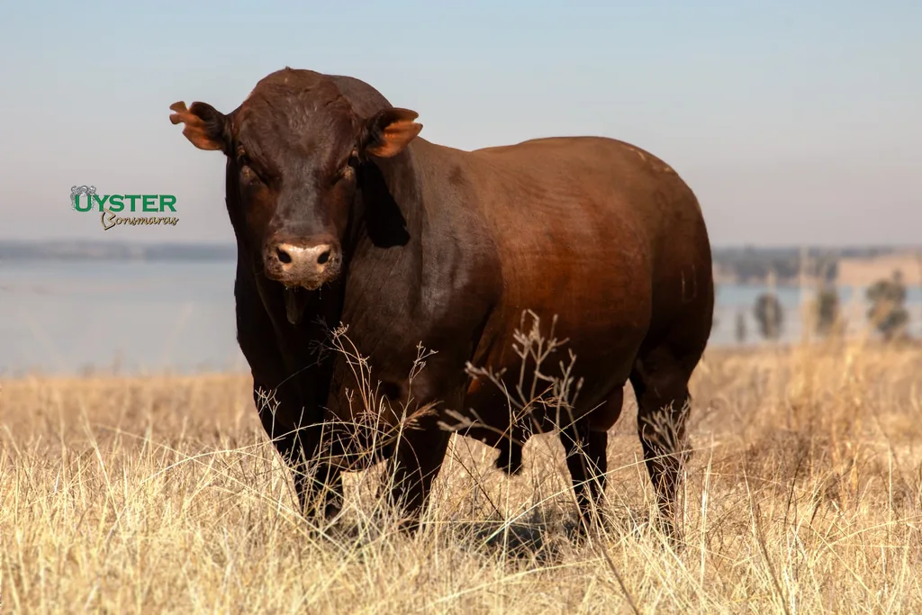 Uyster Bonsmaras red Bonsmara stud bull standing in veld grass beside a dam