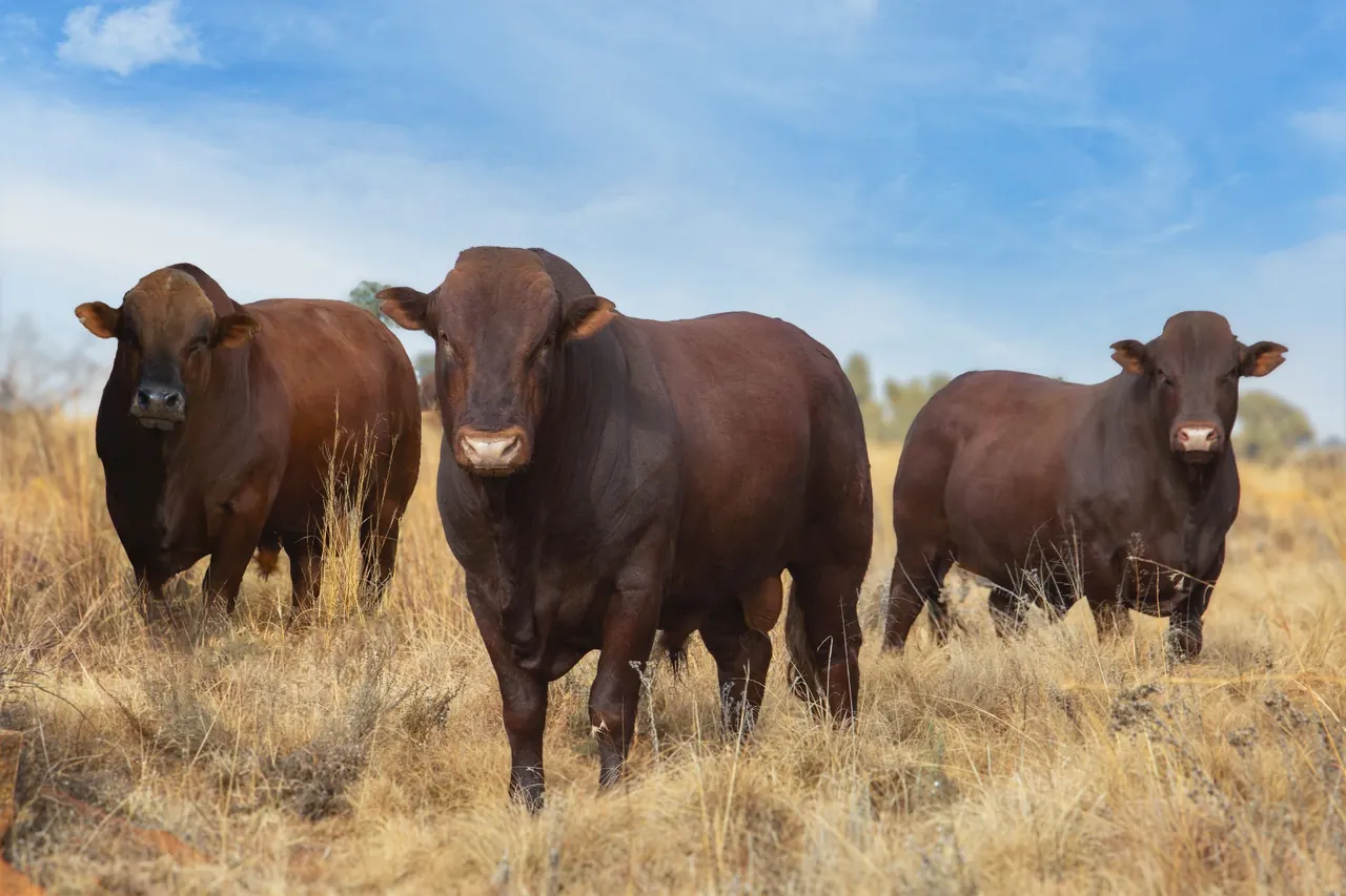 Uyster Bonsmaras stud cattle grazing on natural veld at Boschkop near Heidelberg, Gauteng