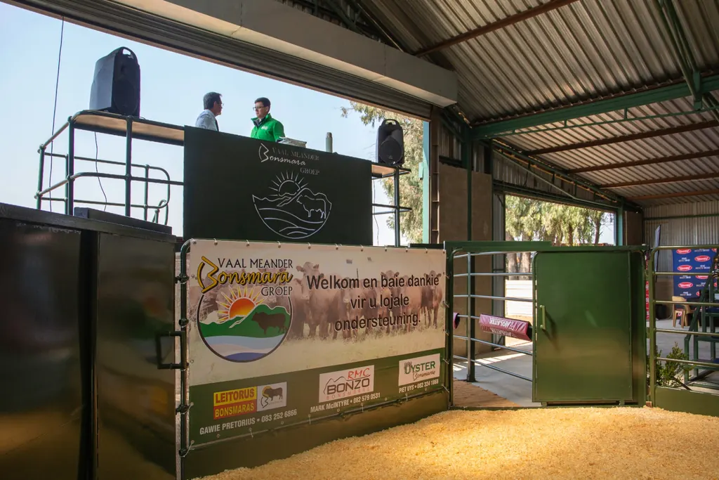 Bidders at a Vaal Meander Bonsmara Groep production auction sale ring